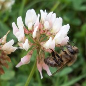 Pszczoła miodna na koniczynie białej. fot.AS