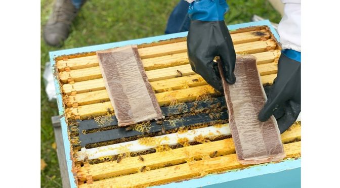 Weterynaryjne produkty lecznicze dla pszczół.