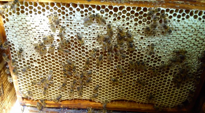 Rodziny pszczele.